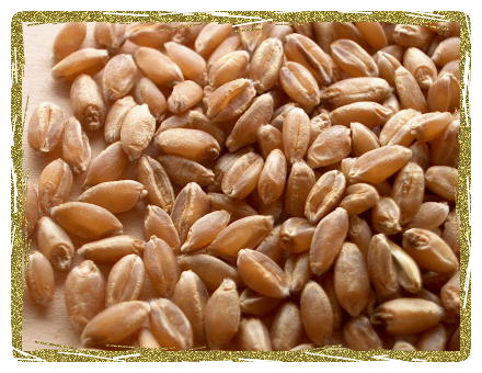 Как варить пшеницу - рекомендации по приготовлению