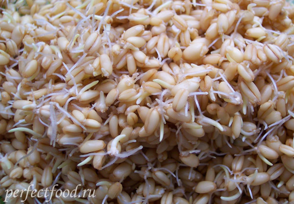 Как проращивать пшеницу в домашних условиях